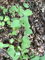 Symphoricarpos orbiculatus