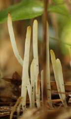 Clavaria