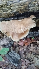 Pleurotus ostreatus