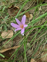Colchicum autumnale