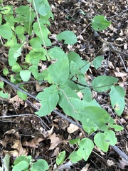 Symphoricarpos orbiculatus