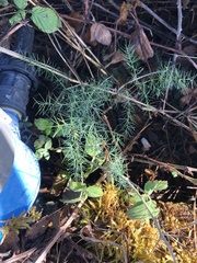 Asparagus acutifolius