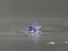 Anas platyrhynchos × acuta