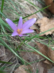Colchicum autumnale
