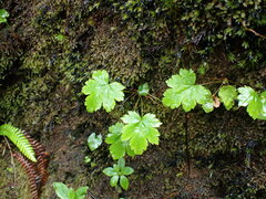 Heuchera glabra