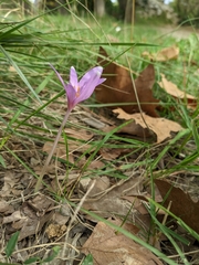 Colchicum autumnale