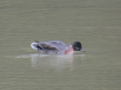Anas platyrhynchos × acuta