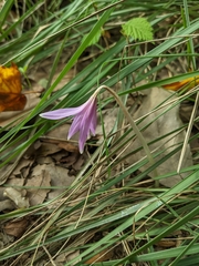 Colchicum autumnale