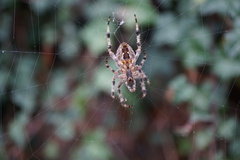 Araneus diadematus
