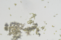 Mesoptychia heterocolpos