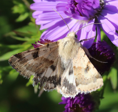 Heliothis