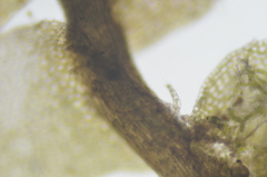 Mesoptychia heterocolpos