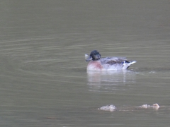 Anas platyrhynchos × acuta