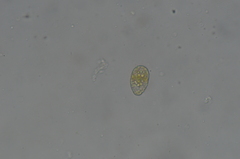 Mesoptychia heterocolpos