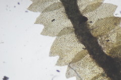 Mesoptychia heterocolpos