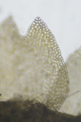 Mesoptychia heterocolpos