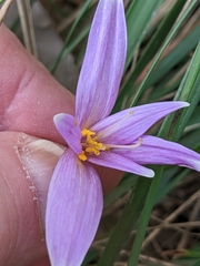 Colchicum autumnale