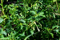 Datura stramonium
