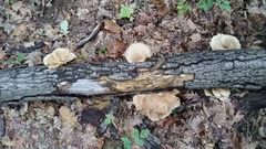 Pleurotus ostreatus
