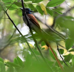 Terpsiphone paradisi