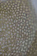 Mesoptychia heterocolpos