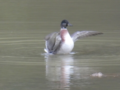 Anas platyrhynchos × acuta