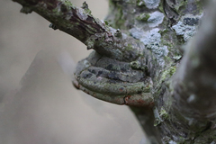 Fomitiporia hippophaeicola