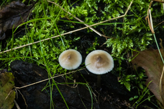 Mycena galericulata