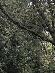 Melospiza melodia