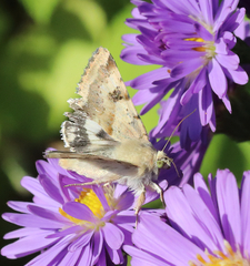 Heliothis