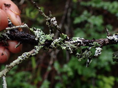 Menegazzia subsimilis