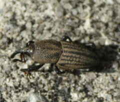 Sphenophorus parvulus