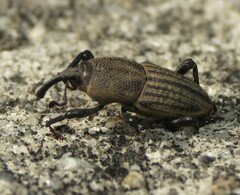 Sphenophorus parvulus