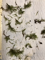 Homalothecium sericeum