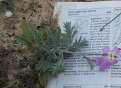 Malcolmia littorea