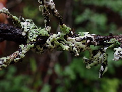 Menegazzia subsimilis