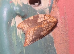 Acleris rhombana