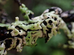 Menegazzia subsimilis