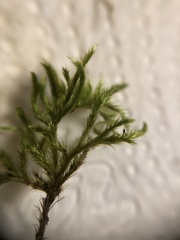 Homalothecium sericeum