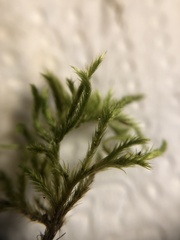 Homalothecium sericeum