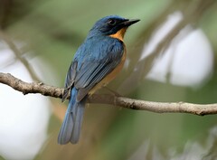 Cyornis tickelliae