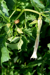 Datura stramonium