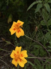 Tagetes lunulata