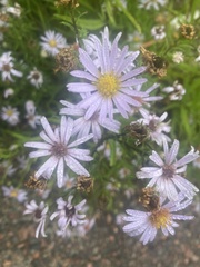Symphyotrichum novi-belgii
