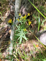Euthamia leptocephala