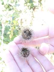 Arctium lappa
