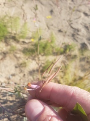 Capnoides sempervirens