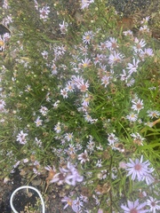 Symphyotrichum novi-belgii