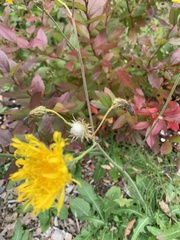 Sonchus arvensis arvensis