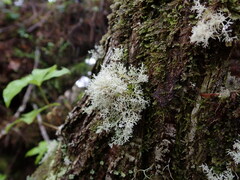 Sphaerophorus tuckermanii